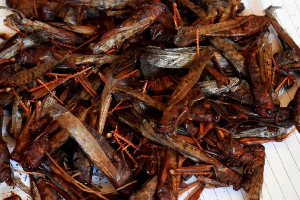 Bugün birçok Sudanlı ailenin favorisi haline gelen çekirge yemeği, bundan on yıl öncesine kadar bir yemek olarak görülmüyordu / Fotoğraf: Hasan Hamid

