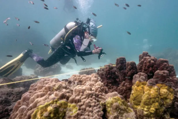 تفشي مرض الشريط الأصفر  في الشعاب المراجانية (أ.ف.ب)