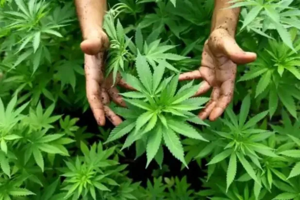 Lübnanlı çiftçiler haşhaş yerine keneviri tercih ediyor