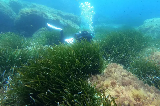 غطاس يغوص على عمق 6 أمتار تحت البحر الأبيض المتوسط حول عشبة البوسيدونيا قبالة ساحل بورتيتشيو في جزيرة كورسيكا الفرنسية (أ.ف.ب)