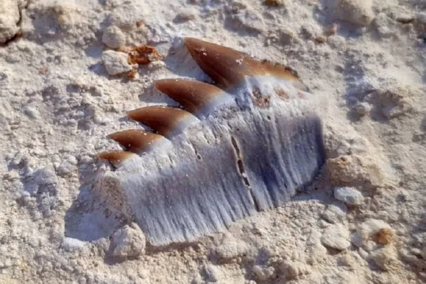 العثور على أسنان سمكة قرش تعود لـ40 مليون عام