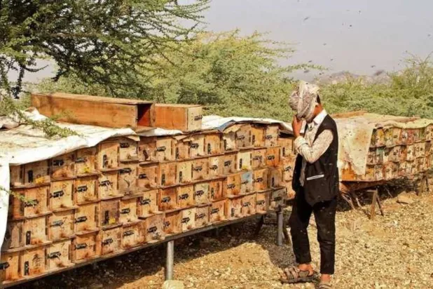 Yemen’de iklim değişikliği ve Husilerin uygulamaları nedeniyle bal üretimi azaldı
