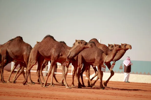النادي يهدف من المهرجان إلى إبراز القطاع وما يحمله من موروث (واس)