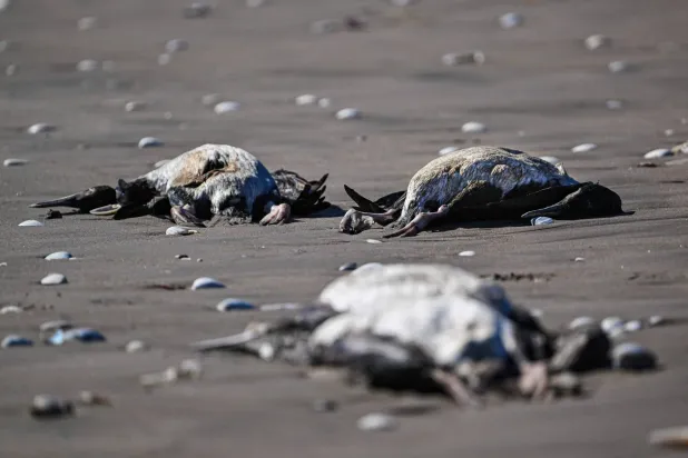 بلغ عدد الطيور البحرية النافقة في أكثر من 3500 طائر حتى الآن (أ.ب)