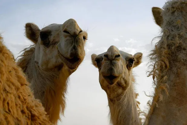 جادة الأبل رصدت ما يتجاوز 13 مليون ريال من الجوائز (واس)