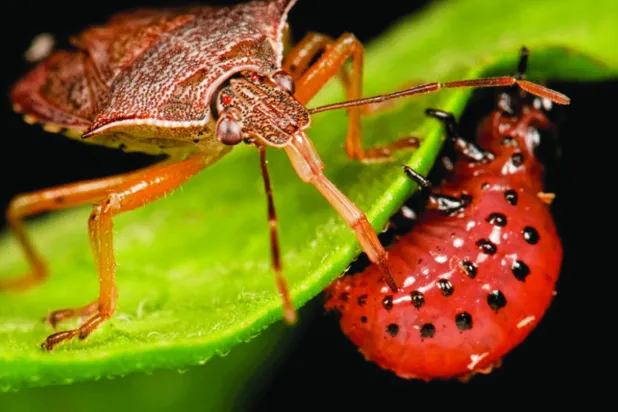 آلية مقاومة حشرة «الجندي المغزول» للبكتيريا (بلوس وان)