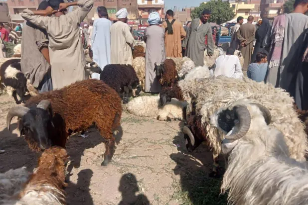 Mısırlılar kurbanlık fiyatlarının artması nedeniyle ‘hisseyi paylaşma’ fetvası bekliyor