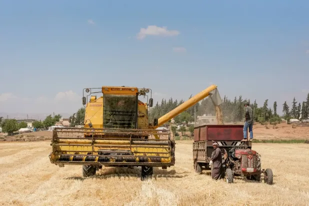 شهدت مختلف مناطق سوريا وفرة كبيرة في موسم القمح هذا العام... وتفاوتاً أكبر في الأسعار (غيتي)