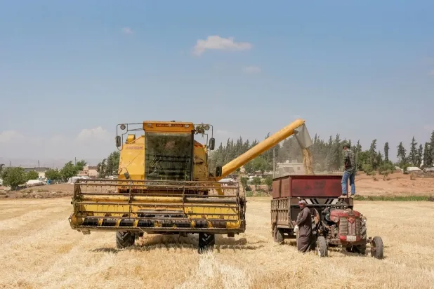 Suriye buğdayı hayata dönüyor... Savaşın etkileri çiftçilerin kazanımlarını baltalıyor