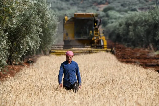 A Syrian farmer in a wheat field in Afrin on Wednesday. (Getty Images)  
