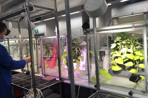 دراسة: النباتات تنظف الهواء من المواد الكيميائية السامة بساعات