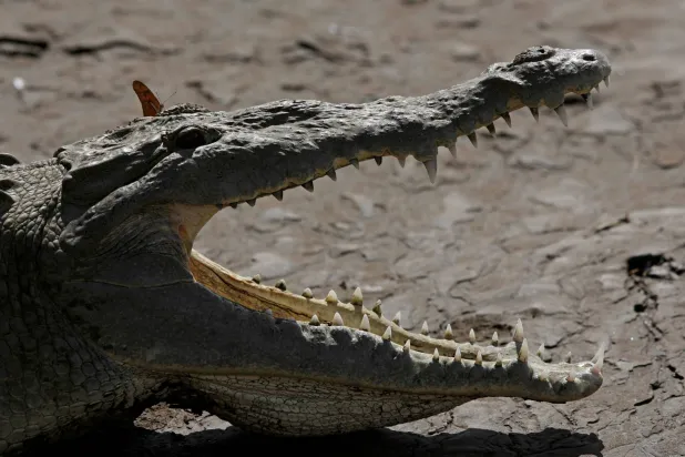 التمساح الأميركي معرض لخطر الانقراض في البرية (رويترز)