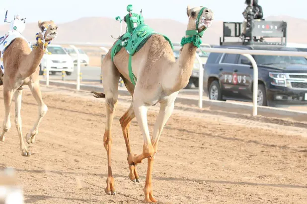 ميدان تبوك للهجن سيشهد انطلاقة سباق المفاريد السبت المقبل (الشرق الأوسط)