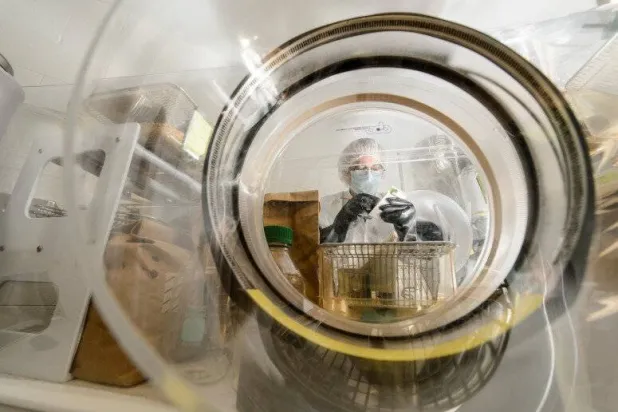 أحد أعضاء الفريق أثناء أجراء التجارب... (الفريق البحثي)