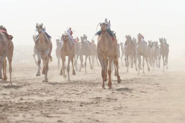 جانب من سباق المفاريد في عدة مدن سعودية (واس)