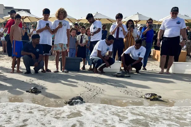 مجموعة من السلاحف لحظة إطلاقها في مياه الخليج (رويترز)