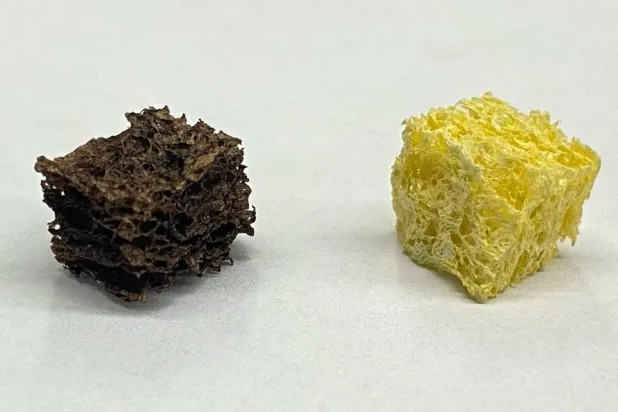  إسفنج مغطى بجسيمات نانوية (يسار) بجوار إسفنجة سليلوز غير مطلية (جامعة نورث وسترن)