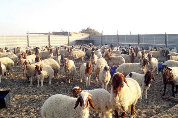 آيرلندا تدرس إعدام نحو 200 ألف رأس ماشية (رويترز)