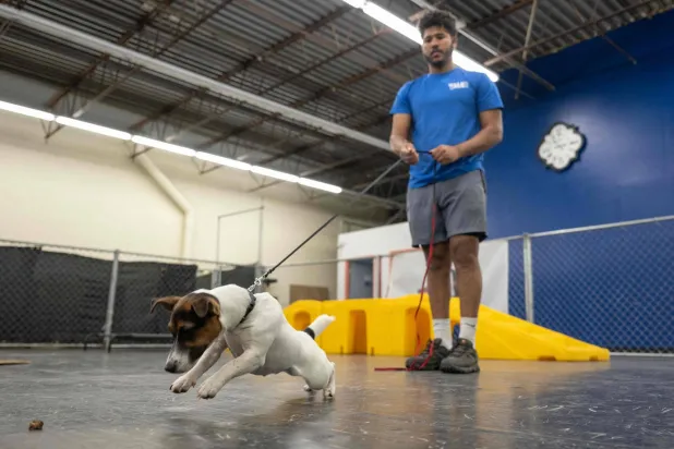 عملية تدريب الكلب على اصطياد الفئران (أ.ف.ب)