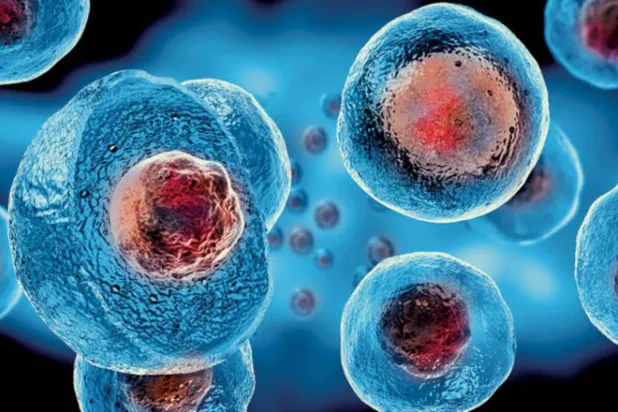 خلايا جذعية جنينية (أرشيفية - الشرق الأوسط)