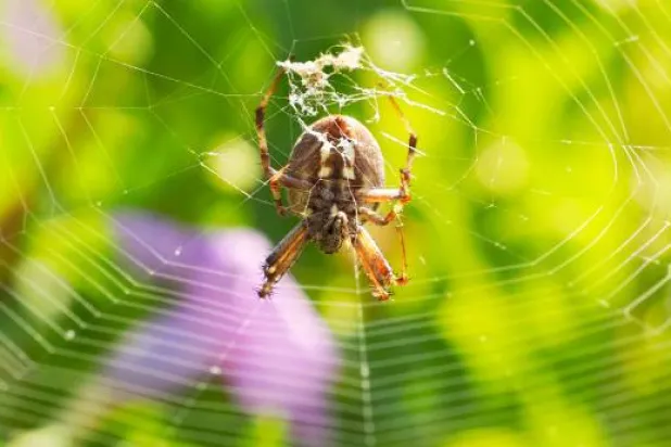 العنكبوت ينتج أقوى حرير في العالم (غيتي)