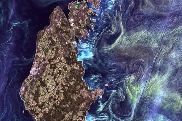 العوالق النباتية الخضراء في غوتلاند، أكبر الجزر السويدية (ناسا)