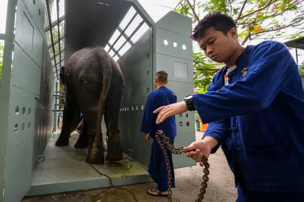 وعمد أربعة مدربين تايلانديين إلى تدريب موثو راجا على الجلوس داخل حاوية لتعويده على رحلته المقررة بالطائرة (أ.ف.ب)