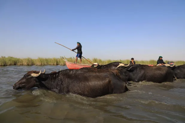 صياد سمك على مركبته في منطقة الأهوار بمحافظة ذي قار العراقية يسعى لصيد ما أمكن رغم تناقص الأمطار الذي يهدد بجفاف مخزون النهر من المياه (ا ف ب)