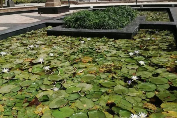 أوراق اللوتس تصلح كخلايا وقود جديدة