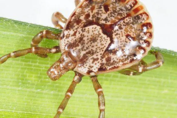 حشرة القراد الناقلة للفيروس (المعهد الوطني للأمراض المعدية باليابان)