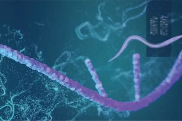 İplik kurdu (KAUST-Ivan Gromiko)