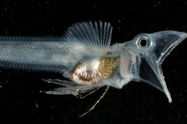 إحدى الأسماك الجليدية بالقطب الجنوبي (شاترستوك)