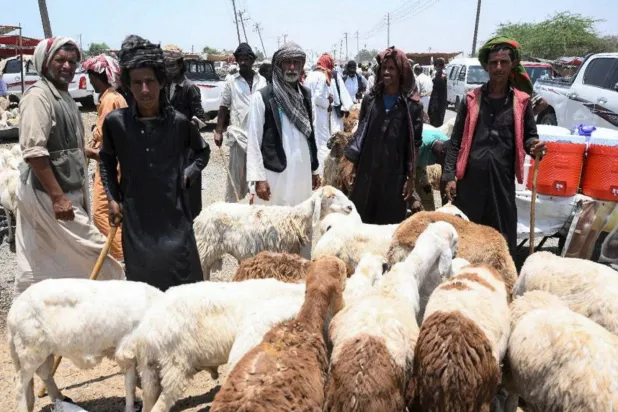 Port Sudan’da kurbanlık satan tüccarlar (Reuters)