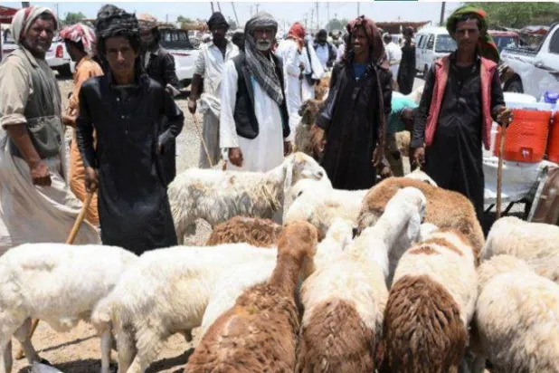 پورٹ سوڈان میں عید کی بھیڑیں بیچنے والے تاجر (رائٹرز)