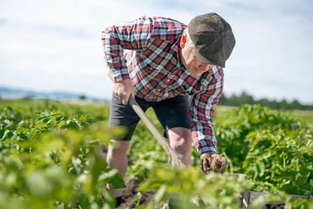 مقياس سكر الدم يحدد نسبة السكر في البطاطس قبل حصادها