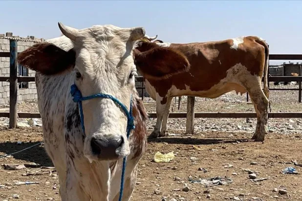 Fotoğraf: Ali Makram Ghareeb/AA