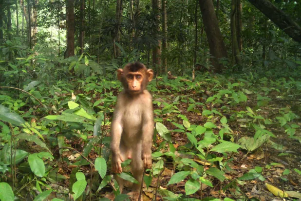 أحد قرود المكاك في غابات ماليزيا (الفريق البحثي)