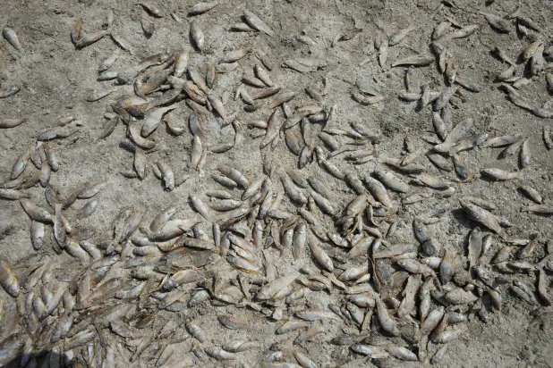أسماك ميتة في أهوار البصرة بالعراق في 23 مايو 2023 (رويترز)