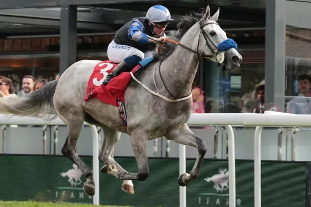 الفرس أكليل عذبة خلال السباق "الشرق الأوسط"