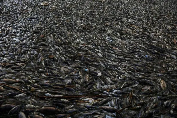 أسماك نافقة عائمة في نهر الفرات بقضاء المسيب بالعراق في 2 نوفمبر 2018 (رويترز)