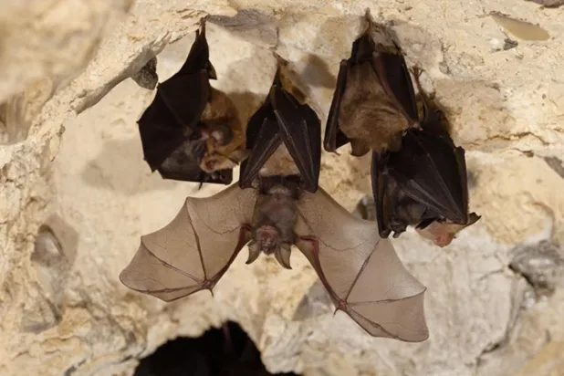 الخفافيش البريطانية تحمل فيروسات من عائلة «كورونا» يمكن أن تنتقل للبشر (شاترستوك)