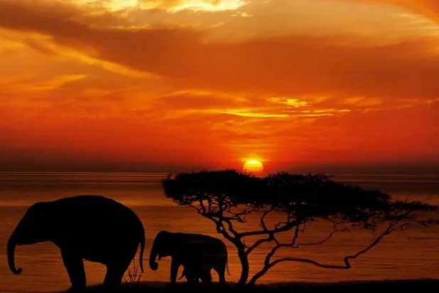 أظهرت النتائج أن أشجار الأكاسيا الأيقونية في السافانا الأفريقية هي أفضل أنواع الغذاء للأفيال (بابليك دومين)