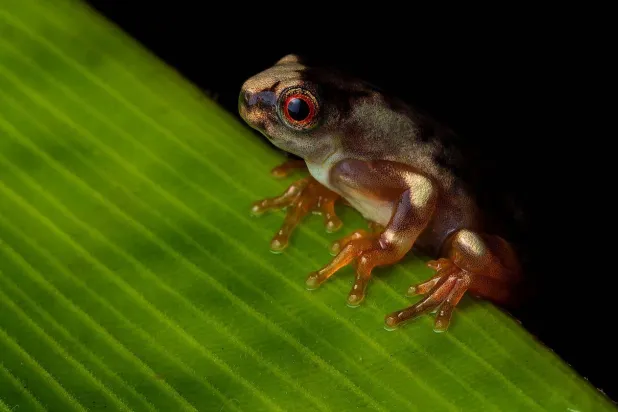 نوع من الضفادع اكتُشف العام الماضي في بيرو أيضاً (أرشيفية - أ.ف.ب)