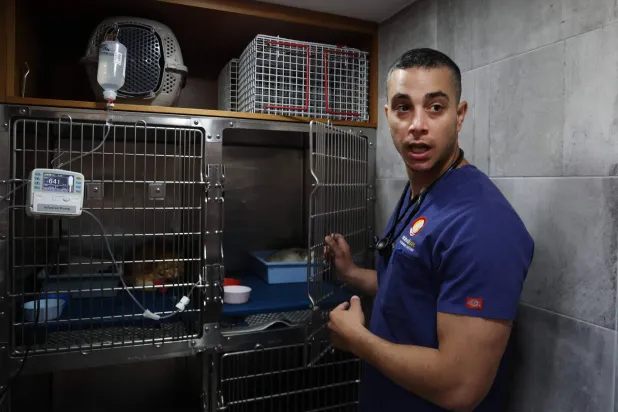 الطبيب البيطري كوستيس لاركو يعالج قطة تعاني من التهاب الصفاق المعدي في القطط (FIP)، في عيادة بنيقوسيا (أ.ف.ب)