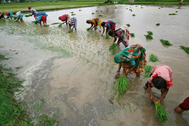 حصاد الأرز في الهند (رويترز)