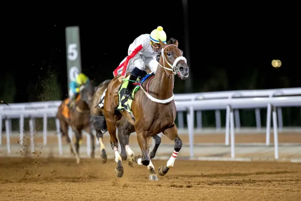 الفرس نافذة خلال السباق (الشرق الأوسط)