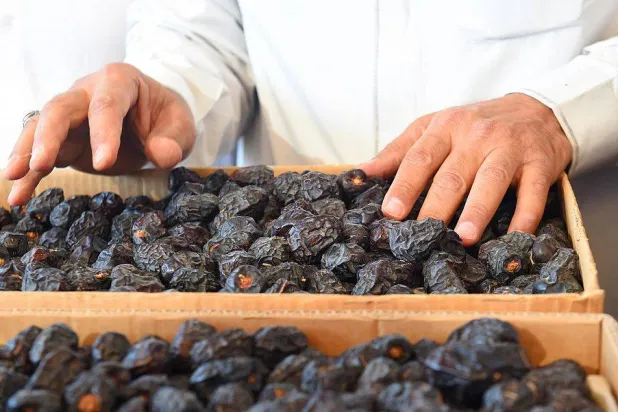 تعد تمور العجوة من أفضل المنتجات الزراعية السعودية (الشرق الأوسط)