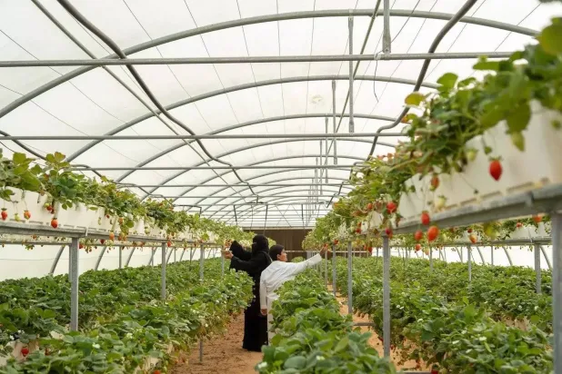 تهدف الوزارة إلى تعزيز مبادئ الاستدامة البيئة واستخدام التقنيات في الزراعة (واس)