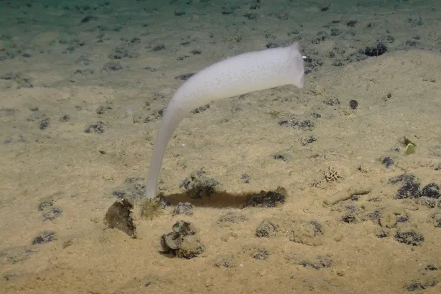 صورة أتاحها المركز الوطني لعلوم المحيطات في 24 يوليو 2023 تُظهر إسفنجة زجاجية وهي من أنواع الحيوانات البحرية في قاع المحيط (أ.ف.ب)