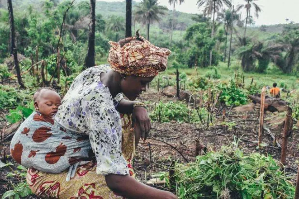 عاملة تحمل ابنها وهي تحصد الأرض بإحدى الدول الأفريقية وسط تأثير التغير المناخي على الأمن الغذائي (الصورة من موقع الأمم المتحدة)
